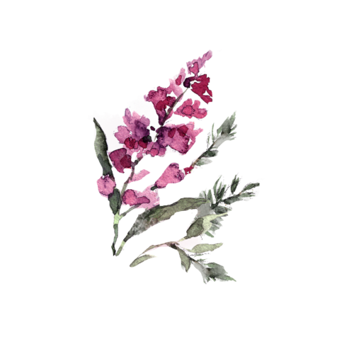 Maia, silityskuva, keskikoko