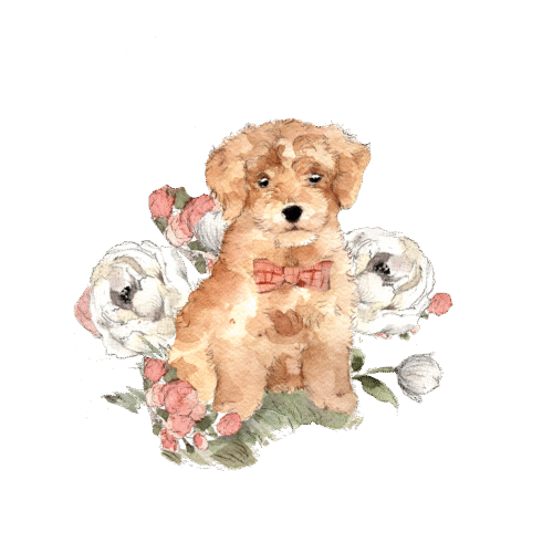 Koiranpentu, rusetti, silityskuva, pieni