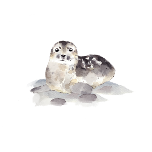 Norppa 1, silityskuva, pieni