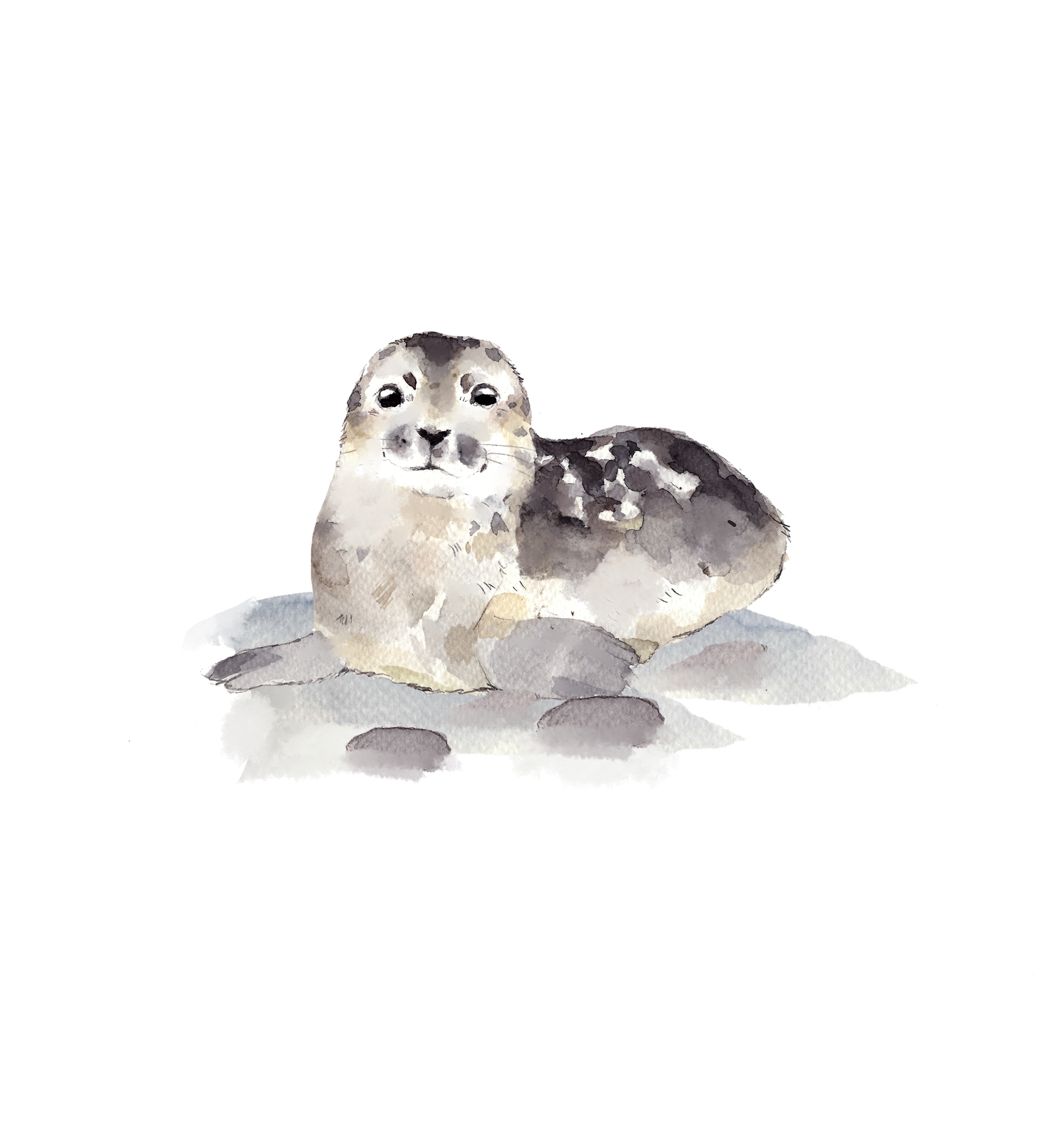 Norppa 1, silityskuva, pieni