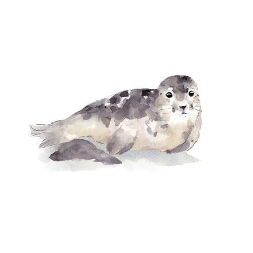 Norppa 2, silityskuva, pieni