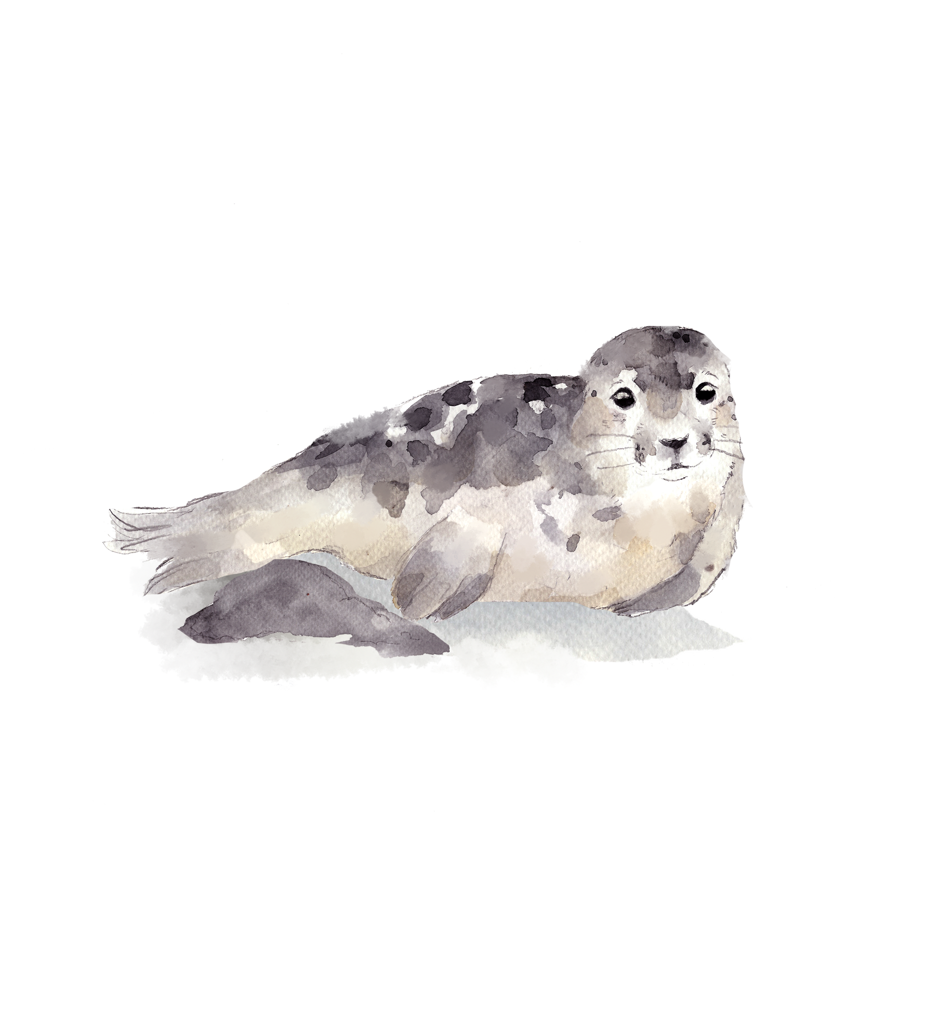 Norppa 2, silityskuva, pieni